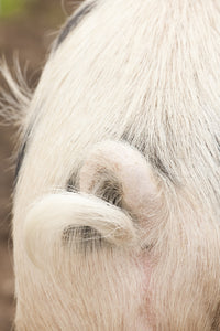Gloucestershire pig poster print featuring a curly tail by Janet Horton.