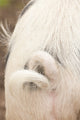 Gloucestershire pig poster print featuring a curly tail by Janet Horton.