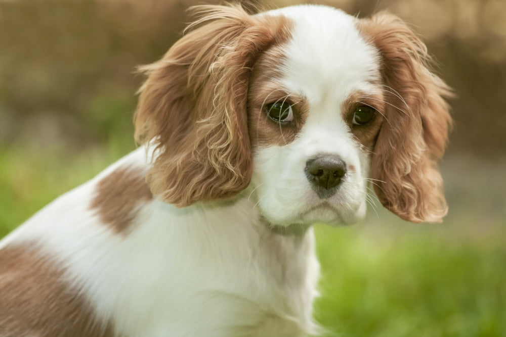 Cavalier King Charles Spaniel puppy poster print by Janet Horton.
