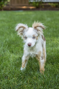 Mini Australian Shepherd puppy playing in the yard poster print.