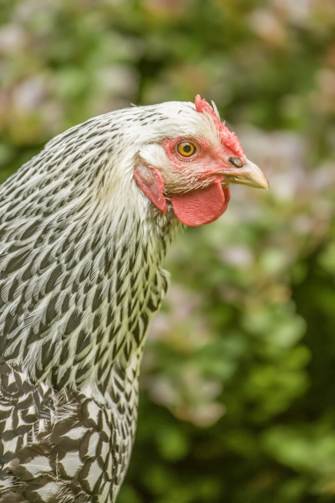 Portrait of a Free-Range Silver-Laced Wyandotte Chicken Poster Print by Janet Horton.