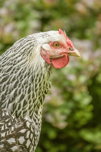 Portrait of a Free-Range Silver-Laced Wyandotte Chicken Poster Print by Janet Horton.
