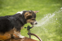Corgi puppy drinking from lawn sprinkler poster print by Janet Horton.