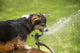 Corgi puppy drinking from lawn sprinkler poster print by Janet Horton.