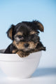 Yorkshire Terrier puppy sitting in a small bowl poster print by Janet Horton