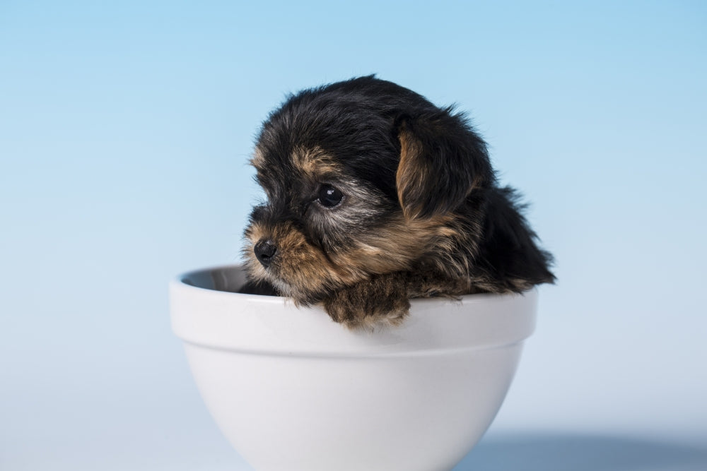 Yorkshire Terrier puppy sitting in a small bowl poster print by Janet Horton