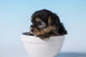 Yorkshire Terrier puppy sitting in a small bowl poster print by Janet Horton