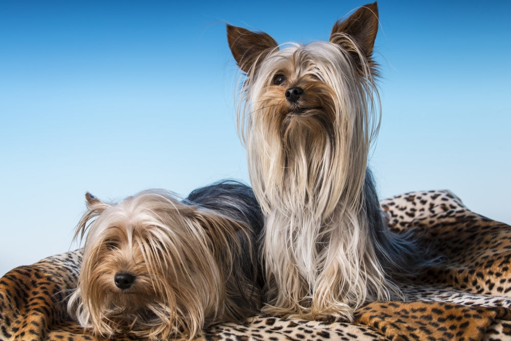 Charming Teacup Yorkshire Terrier poster print by Janet Horton.