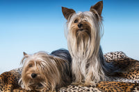 Charming Teacup Yorkshire Terrier poster print by Janet Horton.