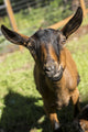 Close-up of an 11-week-old Oberhasli goat poster print by Janet Horton.