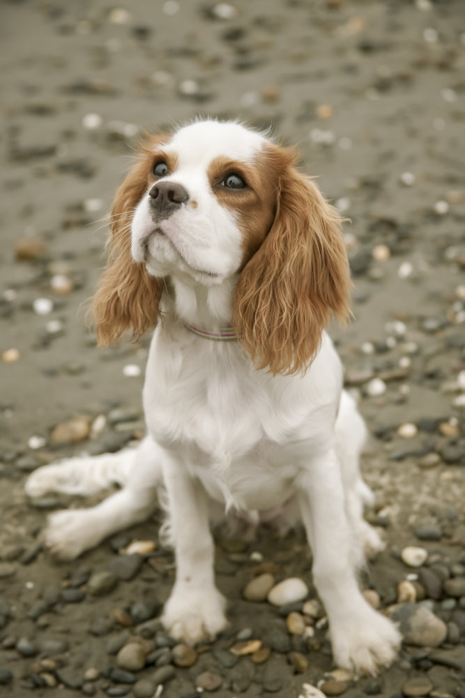 Cavalier King Charles Spaniel puppy sitting at Alki Beach poster print