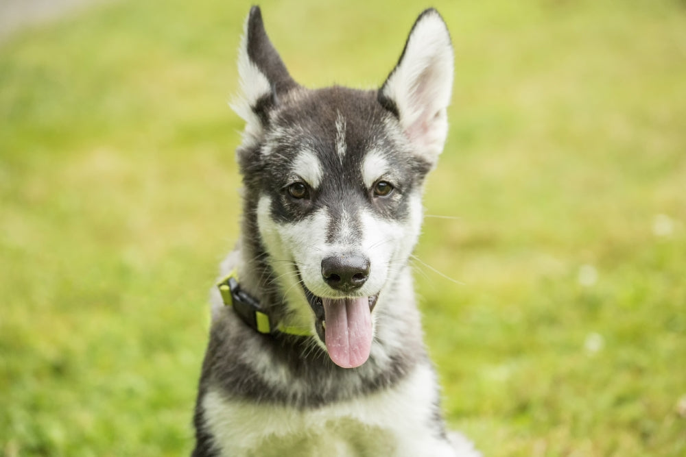 Alaskan Malamute puppy portrait poster print by Janet Horton.