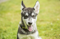 Alaskan Malamute puppy portrait poster print by Janet Horton.