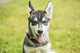 Alaskan Malamute puppy portrait poster print by Janet Horton.
