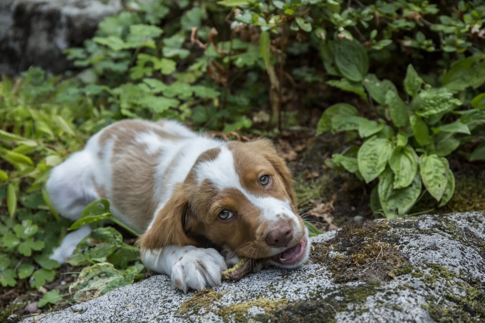 Brittany Spaniel puppy enjoying a chew stick poster print by Janet Horton.