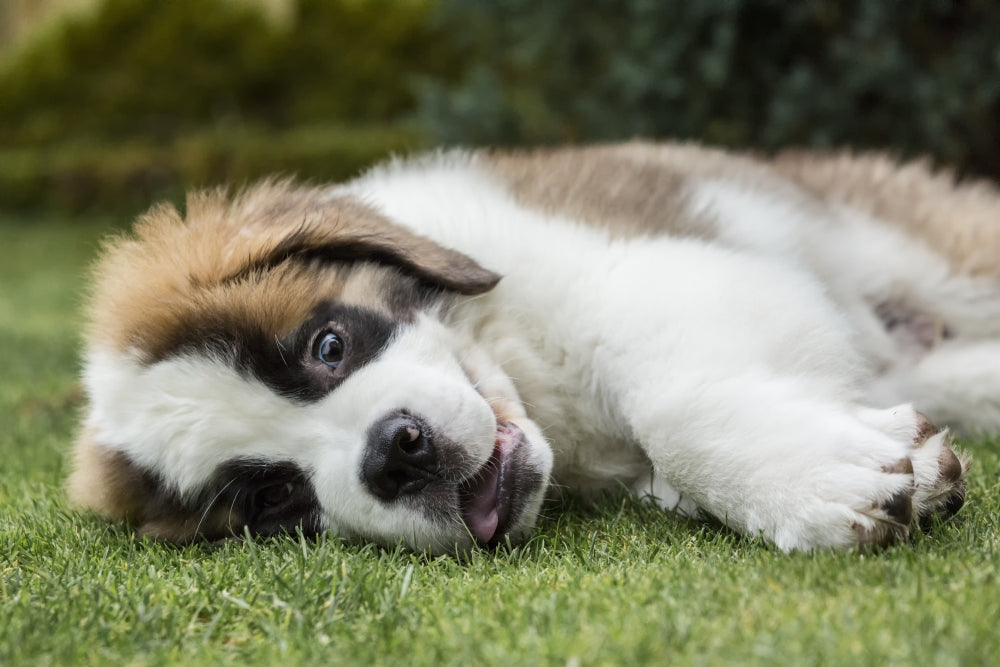 Wild-eyed three-month-old Saint Bernard puppy poster print by Janet Horton.