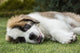 Wild-eyed three-month-old Saint Bernard puppy poster print by Janet Horton.