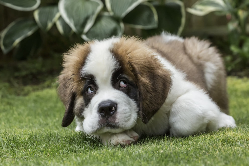 Humorous Saint Bernard puppy poster print by Janet Horton