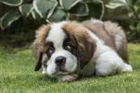 Humorous Saint Bernard puppy poster print by Janet Horton
