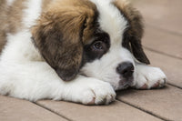 Three month old Saint Bernard puppy resting on deck after playtime poster print.