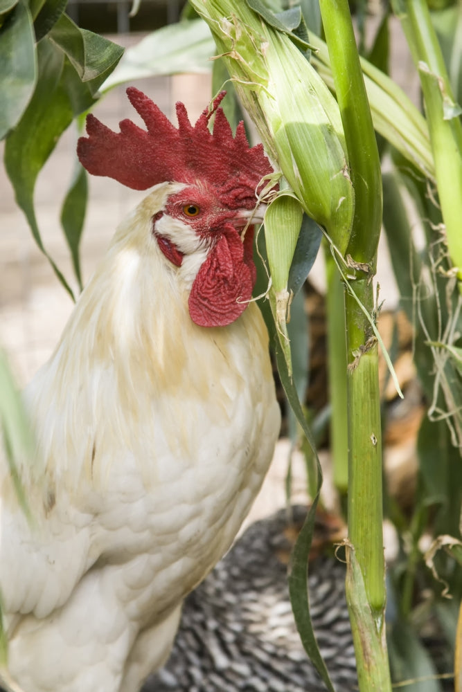 White Leghorn rooster eating corn in a garden poster print.