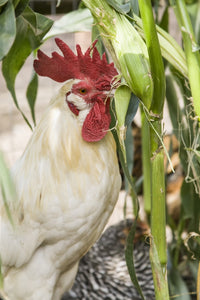 White Leghorn rooster eating corn in a garden poster print.