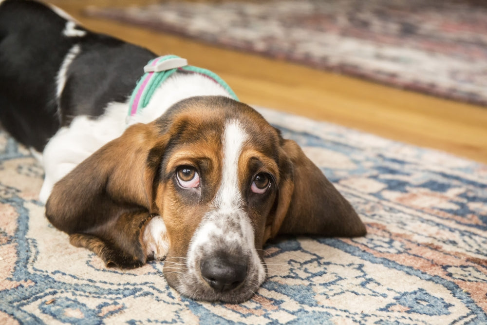 Forlorn Basset puppy reclined on an area rug poster print by Janet Horton.
