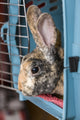 Harlequin Mini Rex rabbit in a pet carrier poster print by Janet Horton
