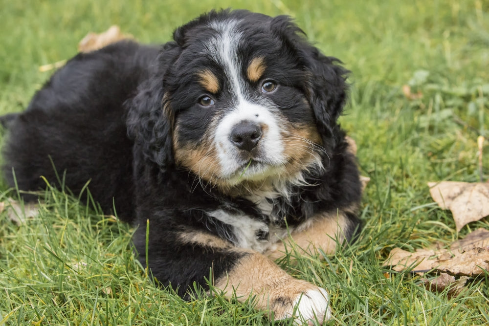 Bernese Mountain puppy resting in the park poster print by Janet Horton.