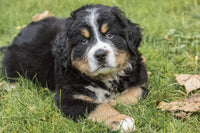 Bernese Mountain puppy resting in the park poster print by Janet Horton.