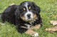 Bernese Mountain puppy resting in the park poster print by Janet Horton.