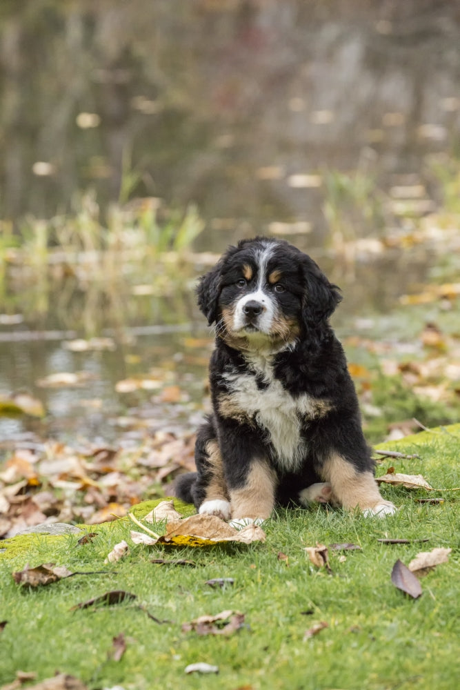 Bernese Mountain puppy sitting by a pond in North Bend, WA poster print
