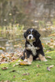 Bernese Mountain puppy sitting by a pond in North Bend, WA poster print