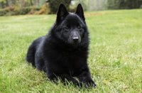 Schipperke puppy lounging in lawn, alert and cute.
