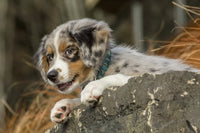 Three month old Blue Merle Australian Shepherd puppy resting on a rock ledge.