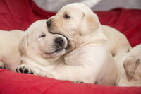 Adorable litter of one-month-old Yellow Labrador puppies poster print.