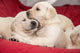 Adorable litter of one-month-old Yellow Labrador puppies poster print.