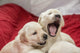 Adorable one-month-old Yellow Labrador puppies poster print.