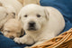 Poster print of one-month-old Yellow Labrador puppies, showcasing their playful and adorable nature.