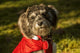 Portrait of a seven-month-old Schnoodle puppy in a jacket on a cold day.