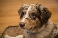 Four-month-old Red Merle Australian Shepherd puppy resting in a basket poster print.