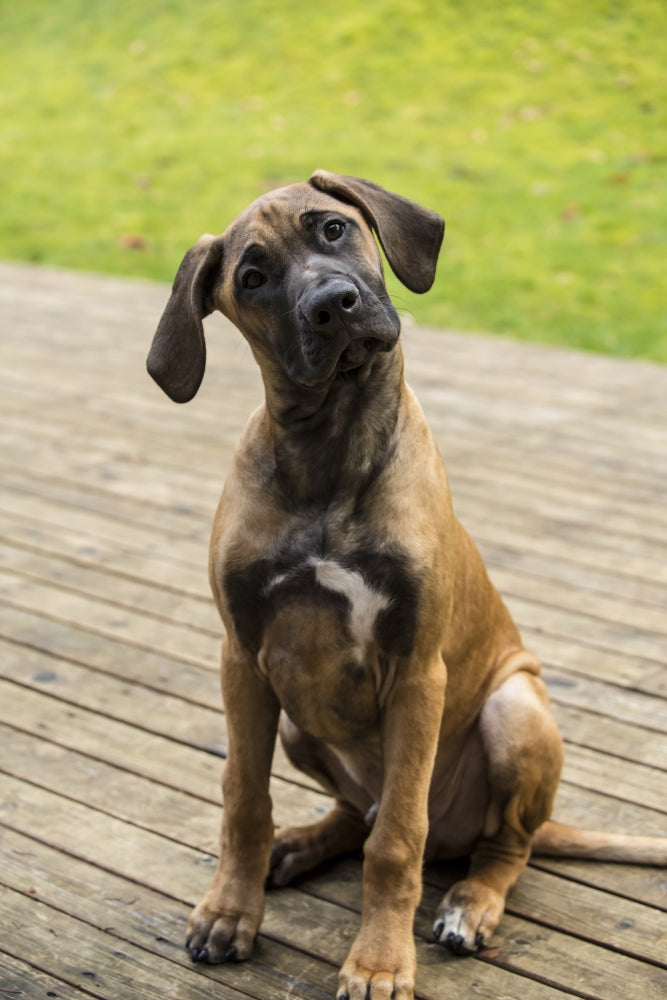 Rhodesian Ridgeback puppy sitting on a wooden deck poster print