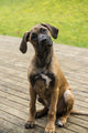 Rhodesian Ridgeback puppy sitting on a wooden deck poster print