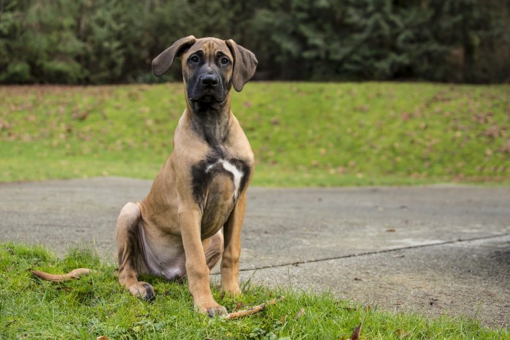 Rhodesian Ridgeback puppy sitting outside in Issaquah, WA - Poster Print