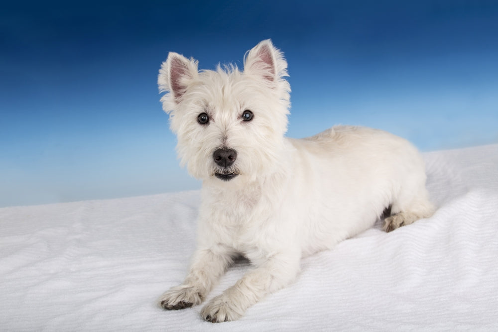 Portrait of a Westie in a studio setting poster print by Janet Horton.
