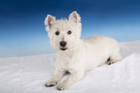 Portrait of a Westie in a studio setting poster print by Janet Horton.