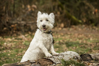 West Highland Terrier Posing by a Log Poster Print
