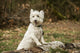 West Highland Terrier Posing by a Log Poster Print
