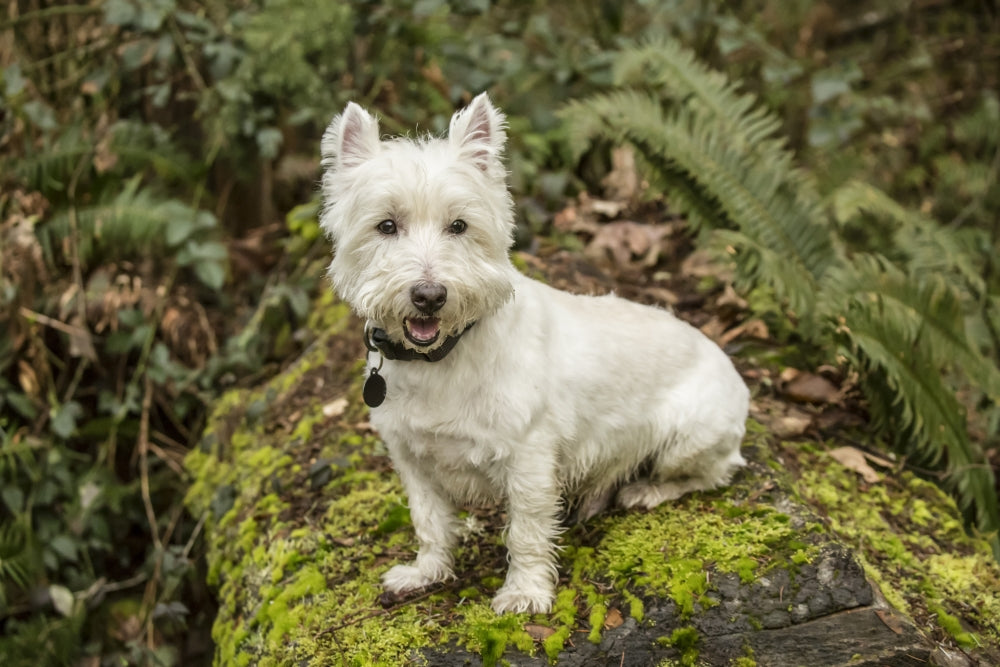 Westie dog sitting on a moss-covered tree - Poster Print by Janet Horton