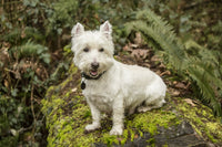 Westie dog sitting on a moss-covered tree - Poster Print by Janet Horton